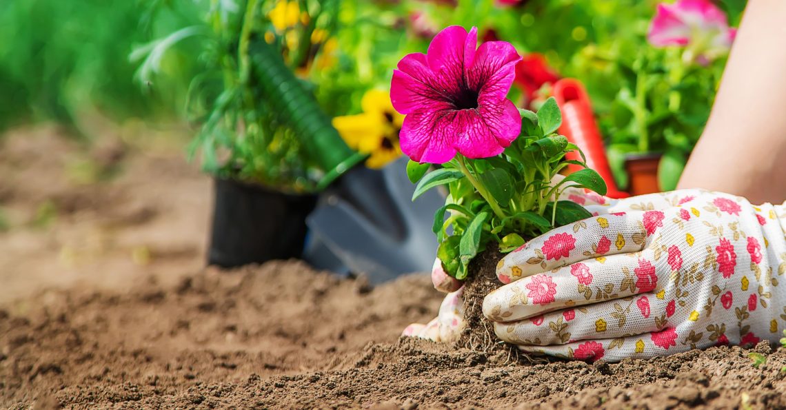 De Beste Tuinplanten Kiezen Voor Beginners