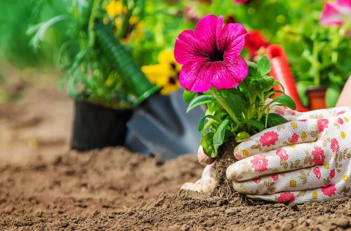 De Beste Tuinplanten Kiezen Voor Beginners