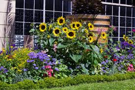 De Beste Tuinplanten Voor Kleurrijke Bloemen